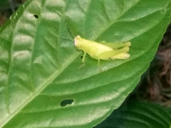 Abracris flavolineata