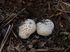 Lycoperdon subcretaceum