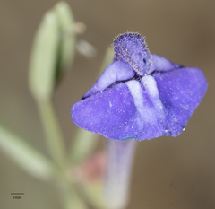 Scutellaria siphocampyloides