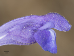 Scutellaria siphocampyloides