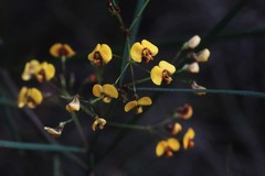Daviesia wyattiana