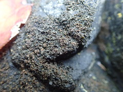 Blennothallia fecunda