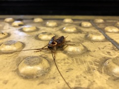 Periplaneta americana