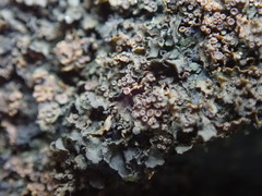 Blennothallia fecunda