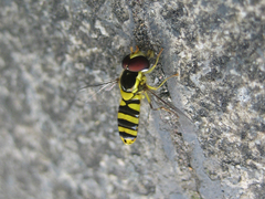 Allograpta javana