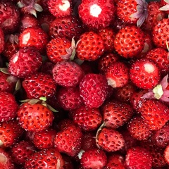 Fragaria virginiana glauca