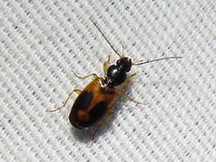 Badister elegans