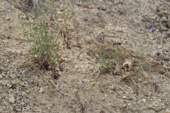 Scutellaria siphocampyloides