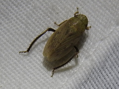 Negosiana dualis