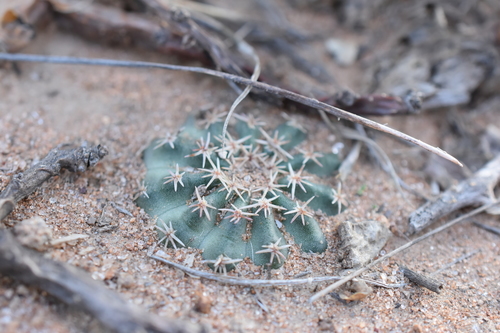Echinocereus weinbergii