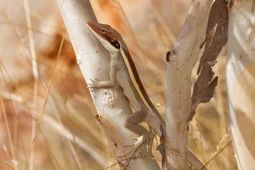 Long-snouted Lashtail