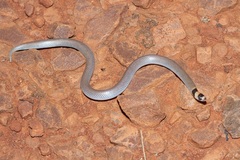 Brachyurophis incinctus