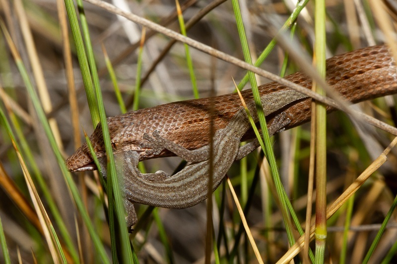 Central Uplands Clawless Gecko