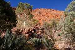 Macrozamia macdonnellii