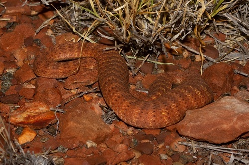 Photo of a Desert Death Adder (Acanthophis pyrrhus)