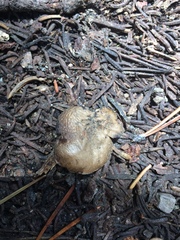 Clitocybe glacialis