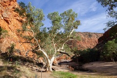 Eucalyptus camaldulensis arida