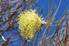 Hakea lorea