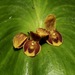 Pleurothallis cordata - Photo (c) spyingnaturalist, some rights reserved (CC BY-NC), uploaded by spyingnaturalist