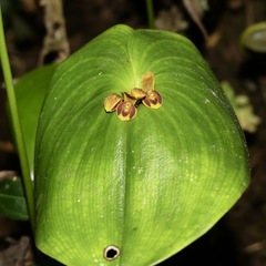 Pleurothallis cordata