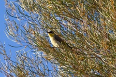 Ptilotula keartlandi