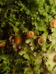 Sticta subcaperata