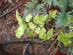 Alseuosmia banksii banksii