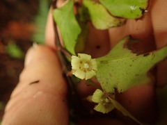 Alseuosmia banksii banksii