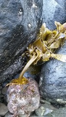Eisenia arborea