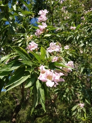 × chitalpa tashkentensis