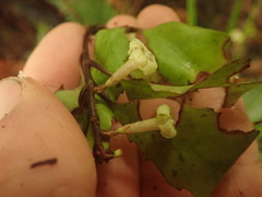 Alseuosmia banksii banksii