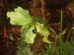 Alseuosmia banksii banksii