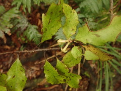 Alseuosmia banksii banksii
