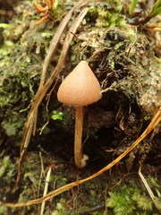 Entoloma latericolor