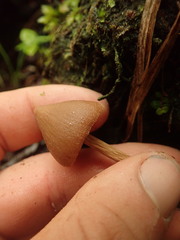 Entoloma latericolor