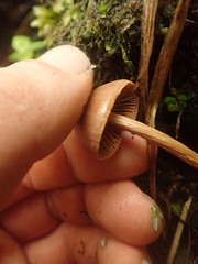 Entoloma latericolor