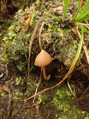 Entoloma latericolor