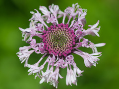 Marshallia legrandii