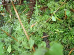 Riccardia chamedryfolia