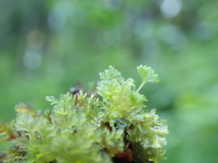 Riccardia chamedryfolia