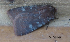 Cerastis tenebrifera