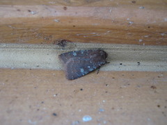 Cerastis tenebrifera