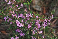 Boronia hapalophylla