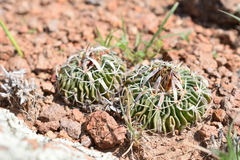 Echinofossulocactus phyllacanthus