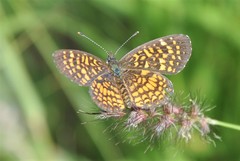 Texola elada ulrica