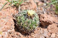 Echinofossulocactus phyllacanthus
