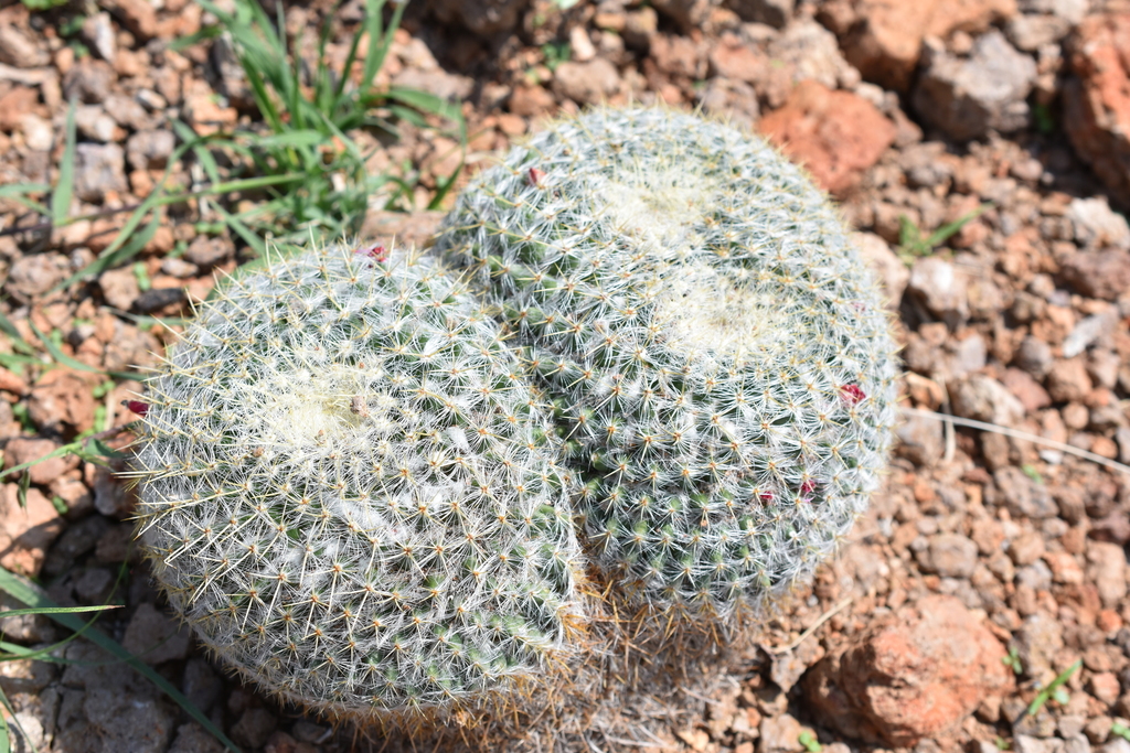 Mammillaria muehlenpfordtii, Villa de Arriaga, S.L.P., México
