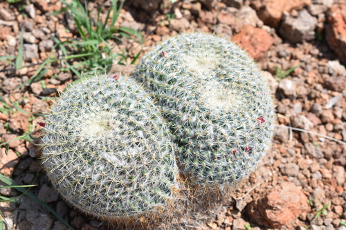 Mammillaria muehlenpfordtii