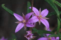 Boronia hapalophylla