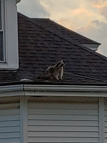 Common Raccoon photographed in Massachusetts